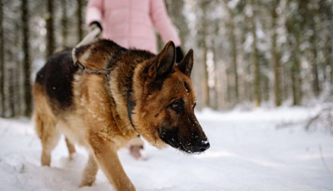 Lady walking dog in snow
